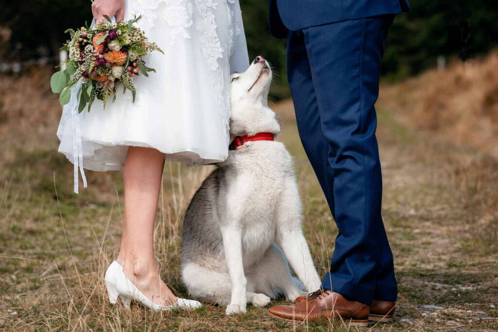 Pes mezi novomanželi s kyticí.
